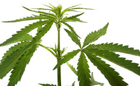 Cannabis Genome