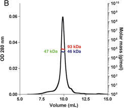 Quartärstruktur eines Membranproteins