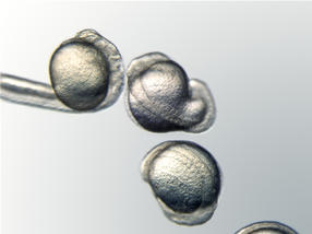 leica-fusionoptics-4_fish