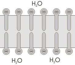 Wyatt-Partikel_mit_Potenzial-Abb5a