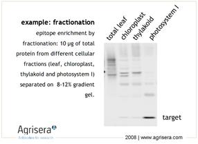 AgriSera-WesternBlot-Abb1