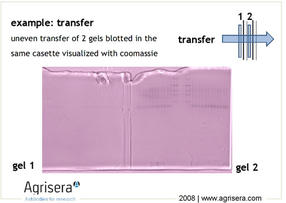 AgriSera-WesternBlot-Abb4