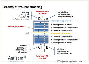 AgriSera-WesternBlot-Abb7