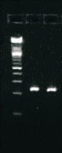 RealTime ready RT-qPCR Assay Development and Qualification