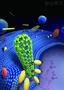 Cells ingest things by engulfing them