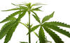 Cannabis Genome