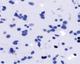 Micrograph of human cells
