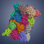 Determination of the immunoproteasome crystal structure