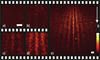 Video reveals wave character of particles