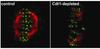 Mitotic spindle-chromosome attachments