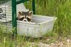 raccoon