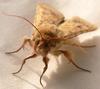Insektizid-Resistenz durch Neukombination zweier Gene_1