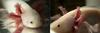 axolotl
