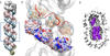 Estructura de la ribonucleoproteína del virus de la gripe
