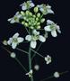 Sugar influences the onset of flowering