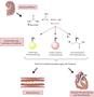 Dialyse: Blutprotein als Risikofaktor