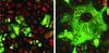 Fusing Cells