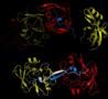 Complex Formation and Reconfiguration of ATAXIN-1 and Capicua