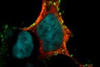 Control of cellular recycling pathways