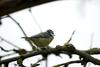 Die evolutionären Folgen von Fremdgehen