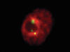 Protein maintains order in the nucleus