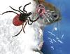 Wild lebende Mäuse mit natürlichem Schutz gegen Borreliose
