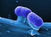Blockade of pathogen's metabolism