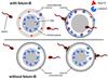 Important fertility mechanism discovered