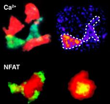 Going live – immune cell activation in multiple sclerosis