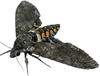 Female moths use olfactory signals to choose the best egg-laying sites