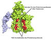 Ein hilfsbereites Protein als Torwächter