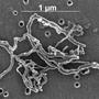 KohlenstoffNanoroehren und die Umwelt