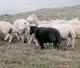 blacksheep