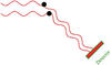 Wyatt-DLS-Abb1a