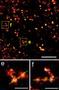 Lebende Zellen zum Fluoreszieren gebracht