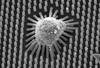 New insights into how stem cells determine what tissue to become