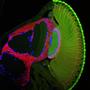 Visual system fruit fly