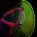 Visual system fruit fly