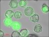 The hidden danger of oxygen
