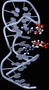 Universaldetektor aus DNA-Bausteinen
