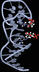 Universaldetektor aus DNA-Bausteinen