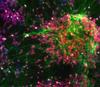 newborn neurons