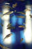 Zebrafish